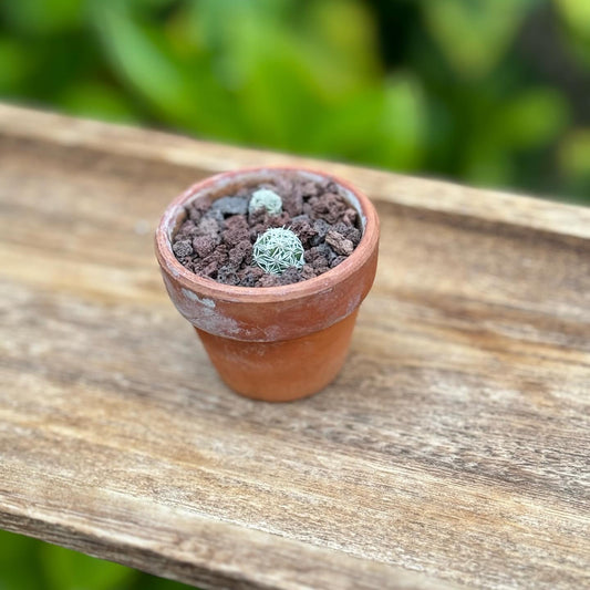 Mammillaria Gracilis Fragilis "Thimble Cactus” with terracotta pot