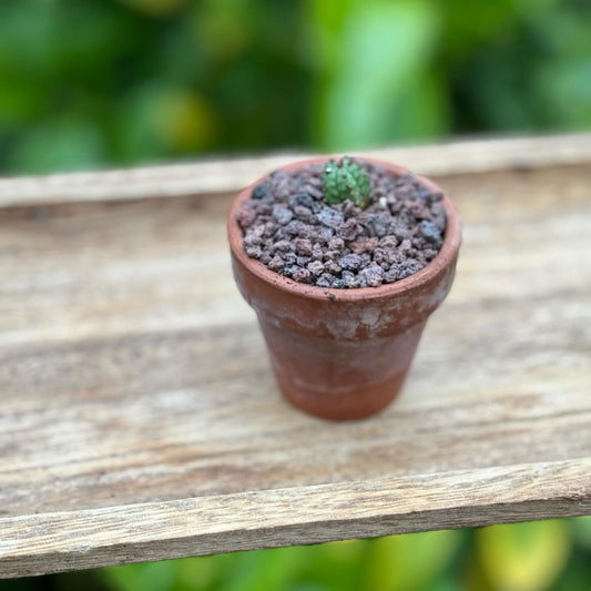 Tanzanian Zipper Euphorbia in terracotta pot