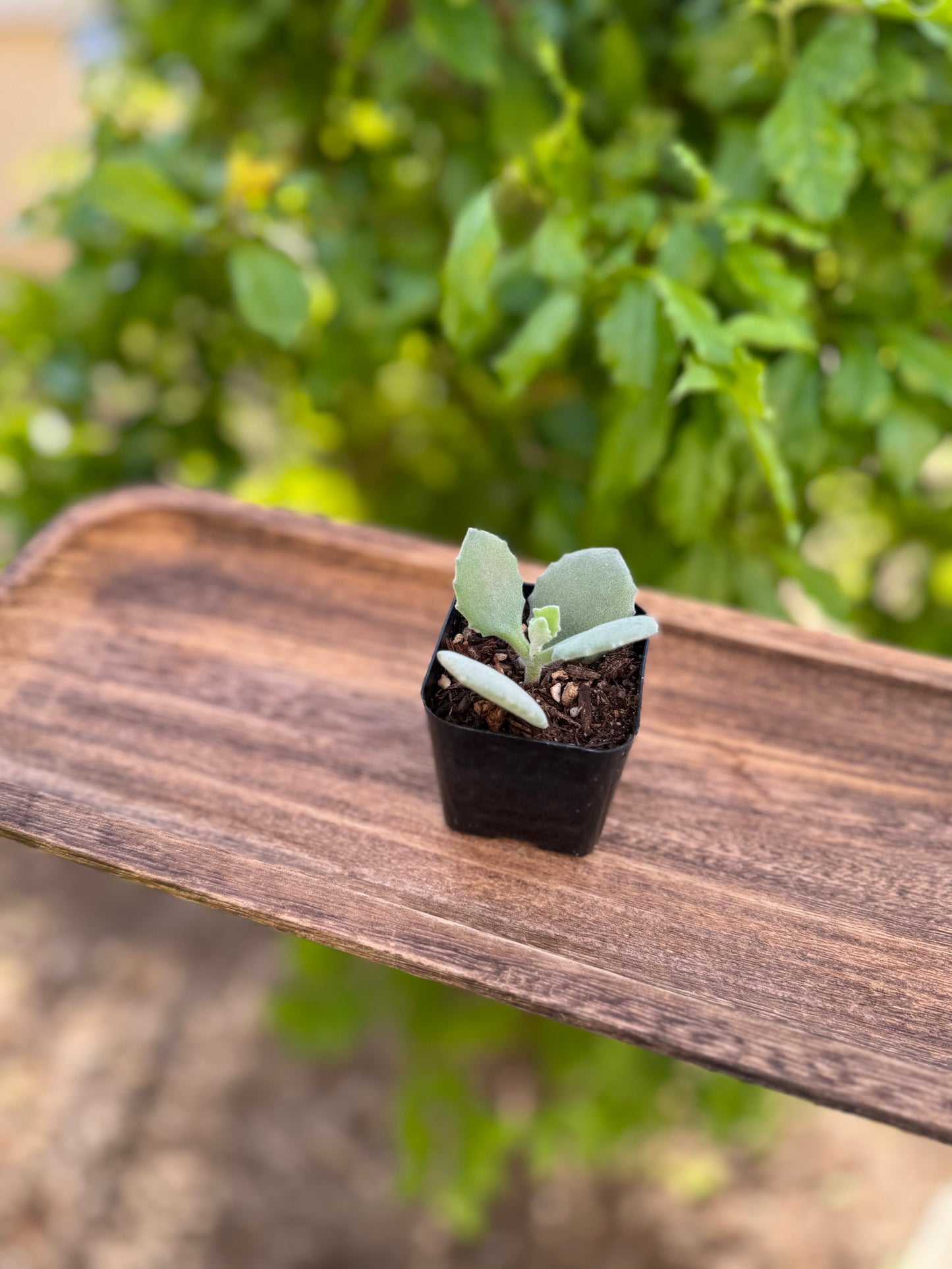 Kalanchoe Millotii Succulent