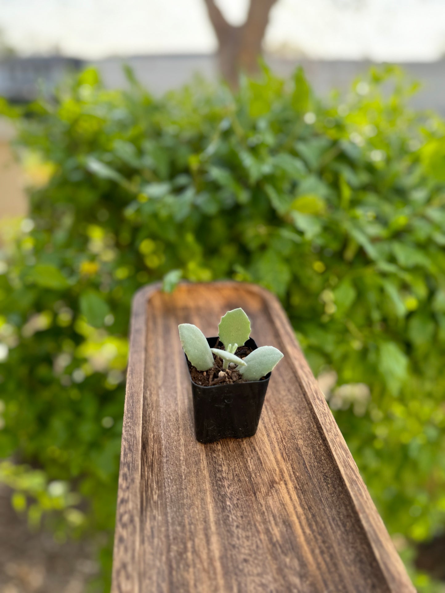 Kalanchoe Millotii Succulent