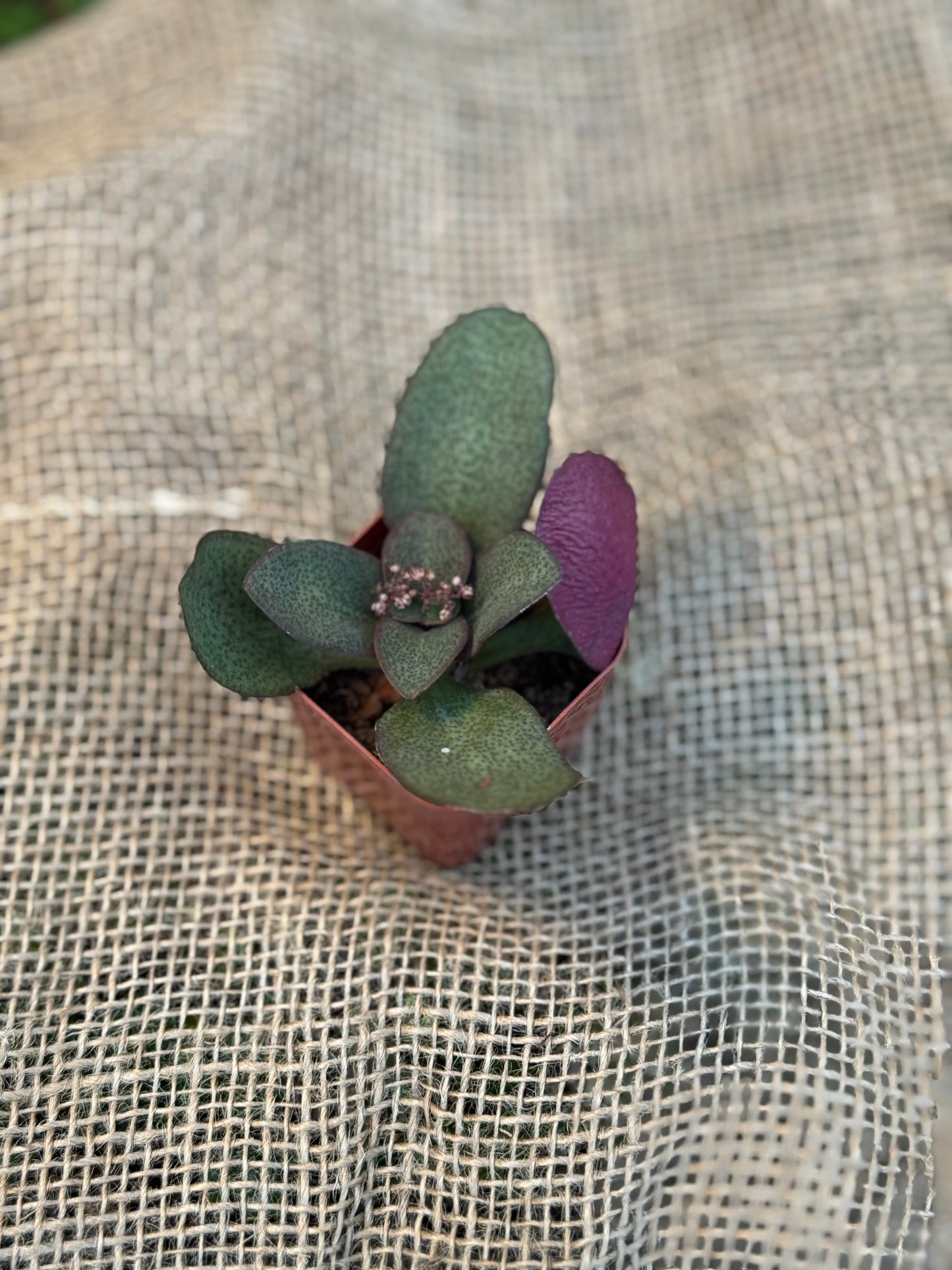 Fairy Multicava Crassula Succulent 2"