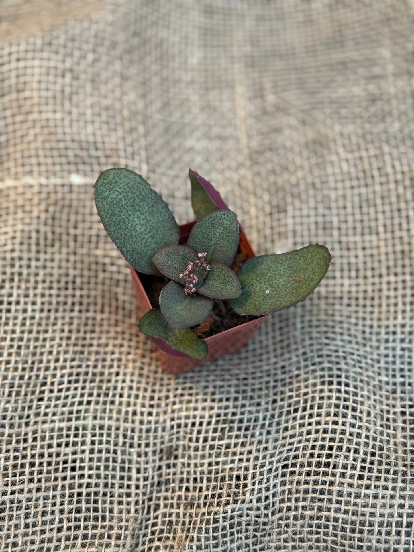 Fairy Multicava Crassula Succulent 2"