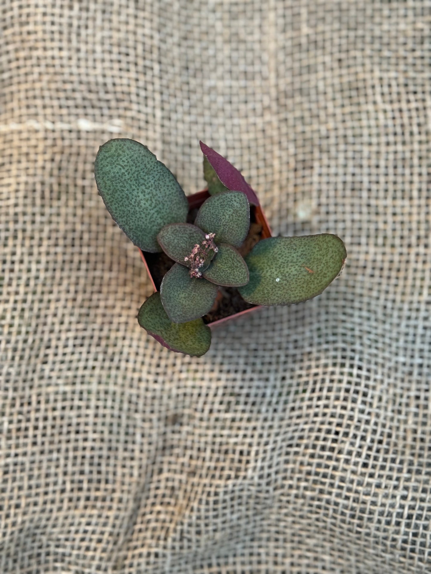 Fairy Multicava Crassula Succulent 2"