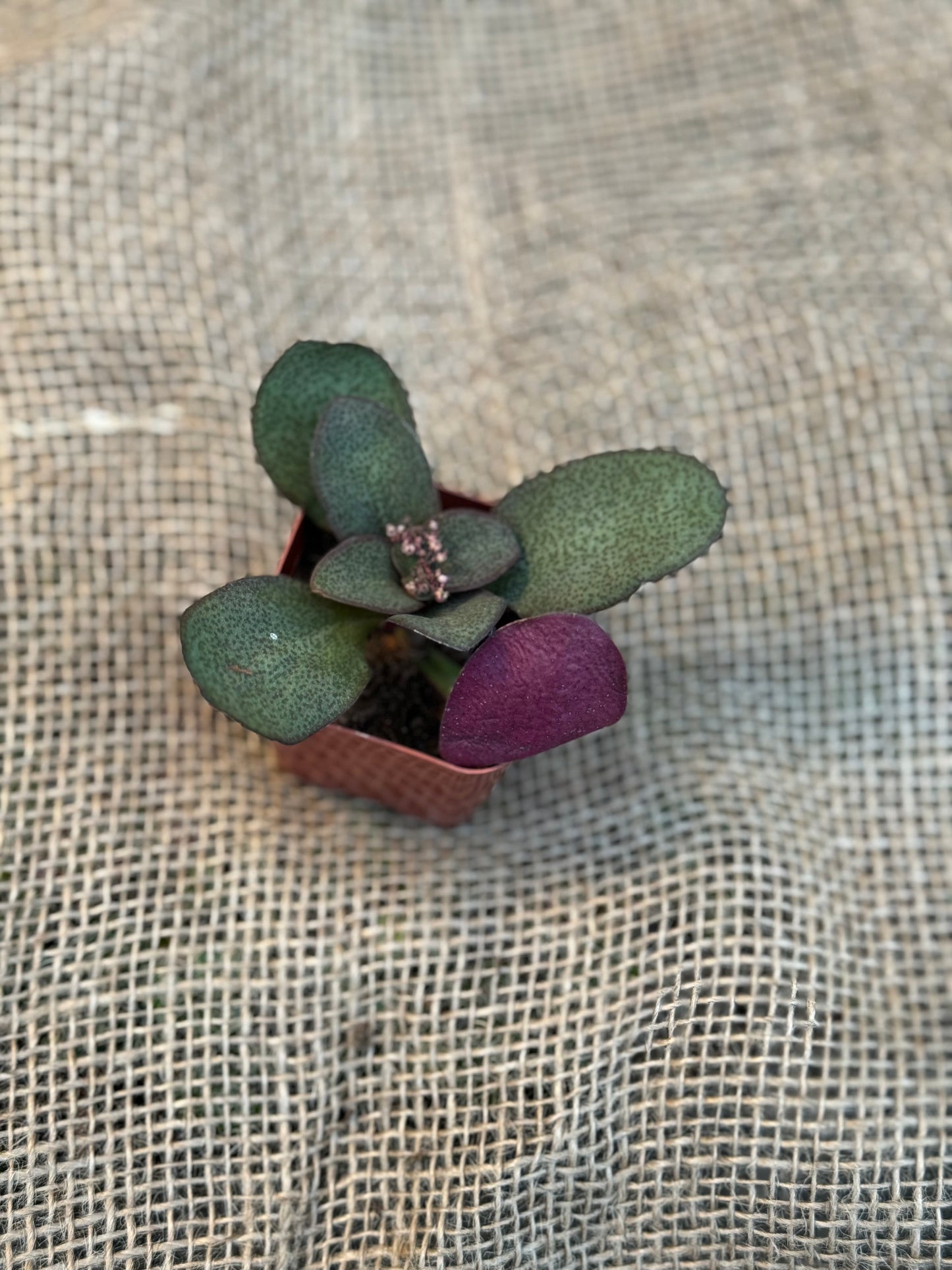 Fairy Multicava Crassula Succulent 2"