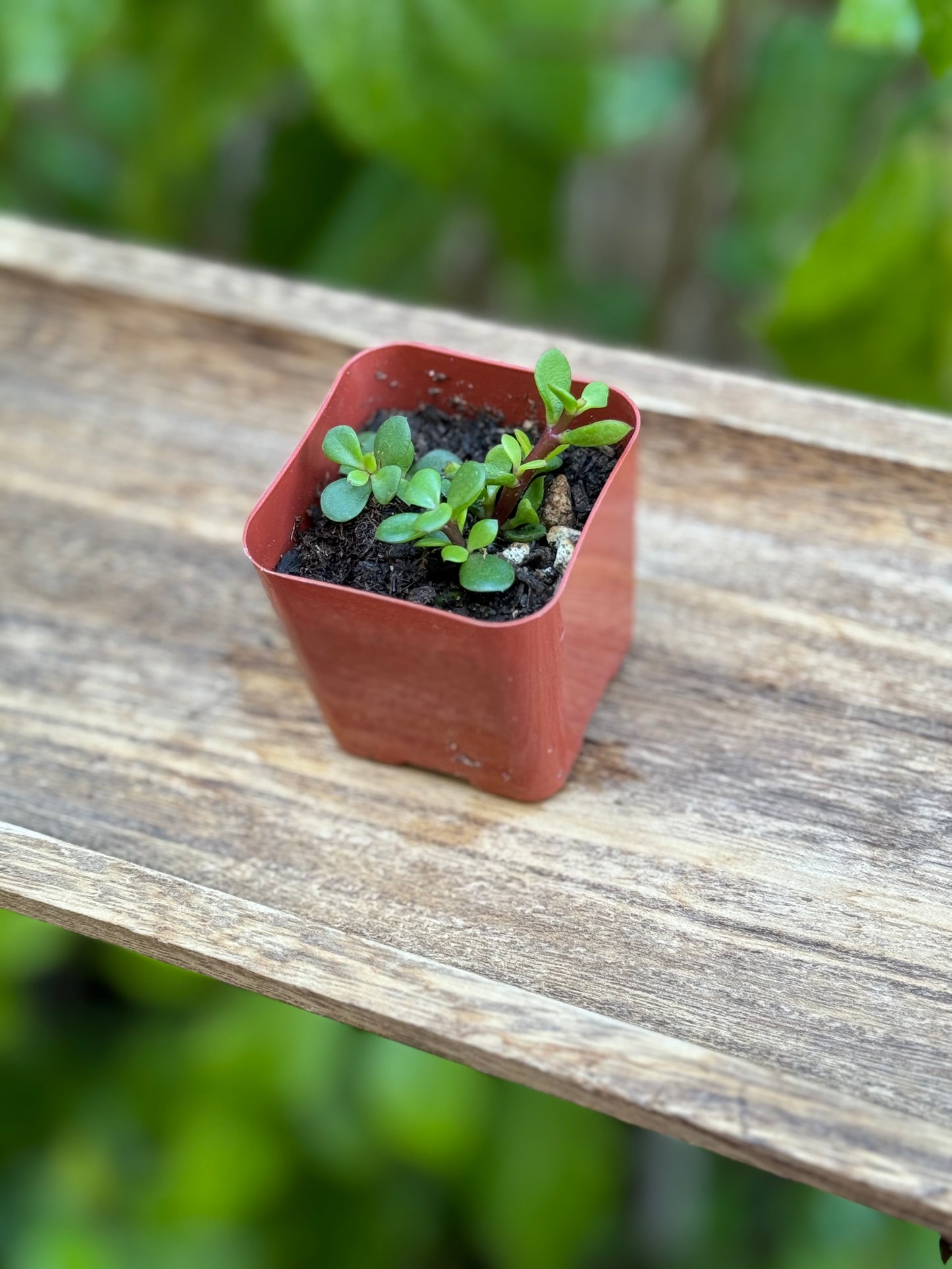 Portulacaria afra Decumbent - AKA Miniature Jade