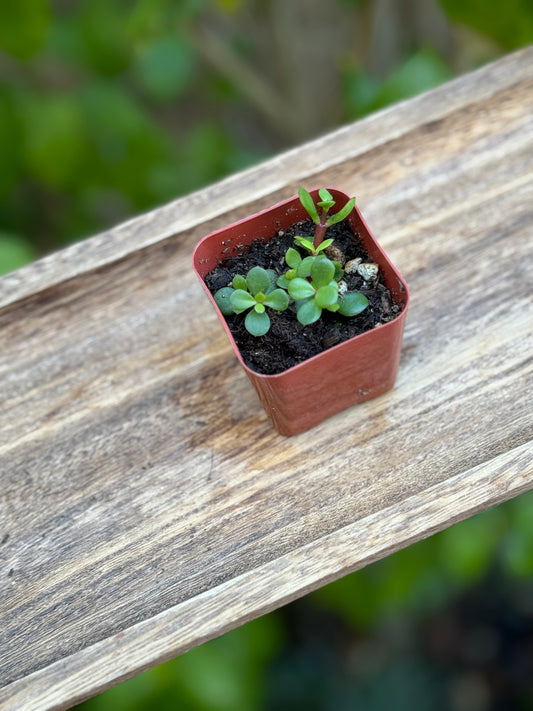 Portulacaria afra Decumbent - AKA Miniature Jade