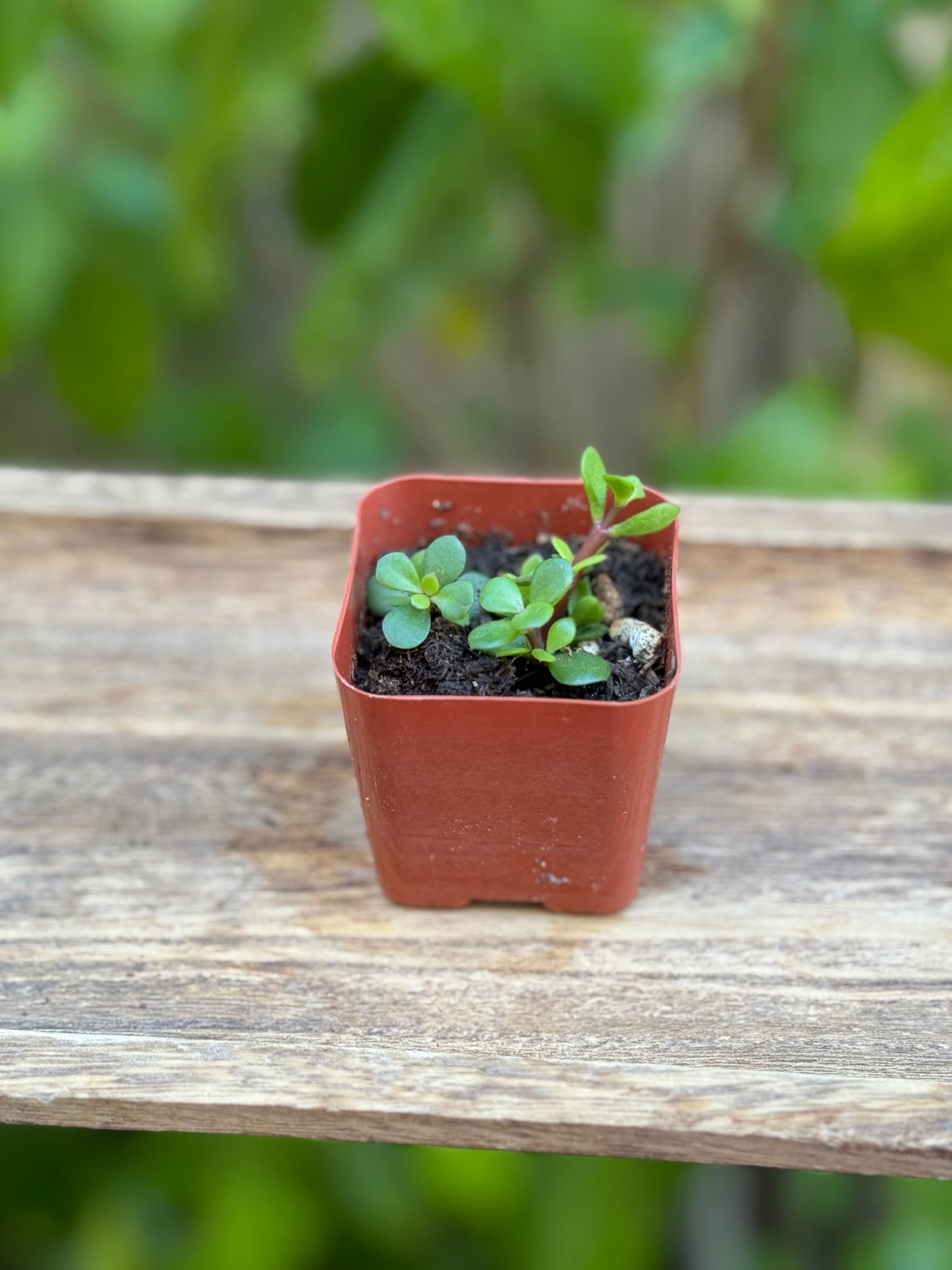 Portulacaria afra Decumbent - AKA Miniature Jade