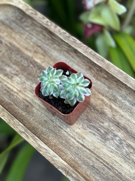 Aeonium 'Sunburst'