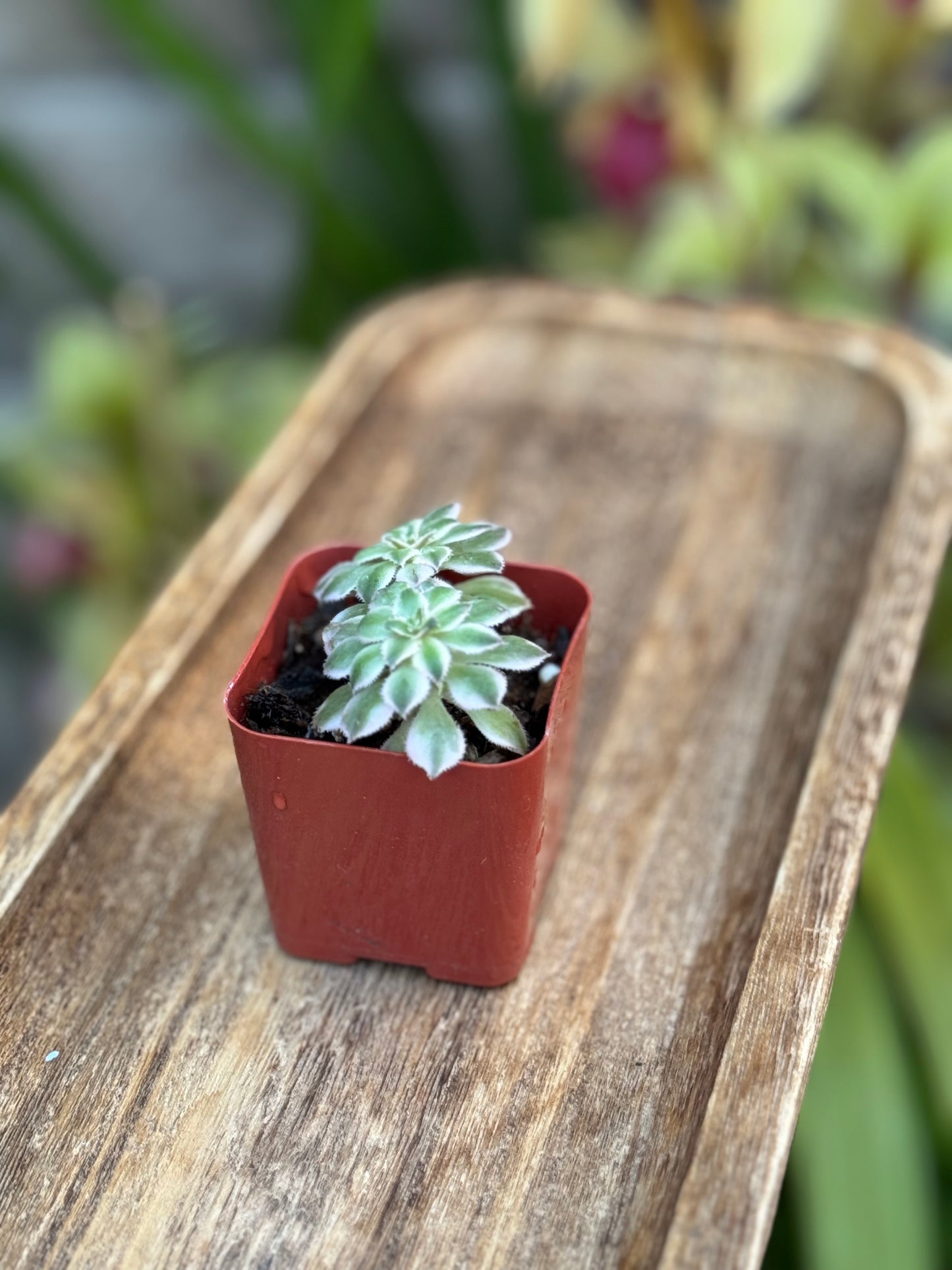 Aeonium 'Sunburst'