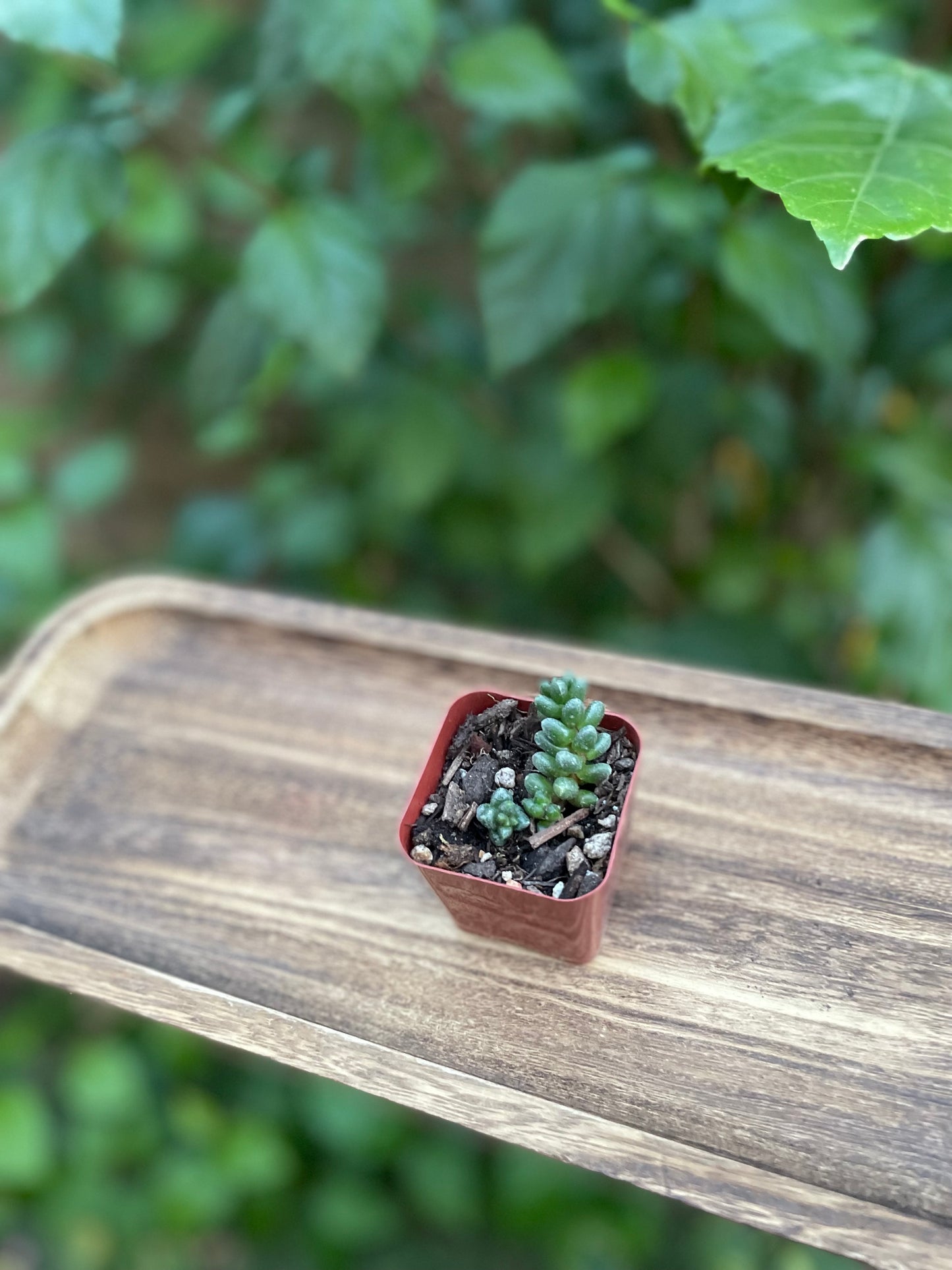 Sedum furfuraceum - Bonsai Sedum