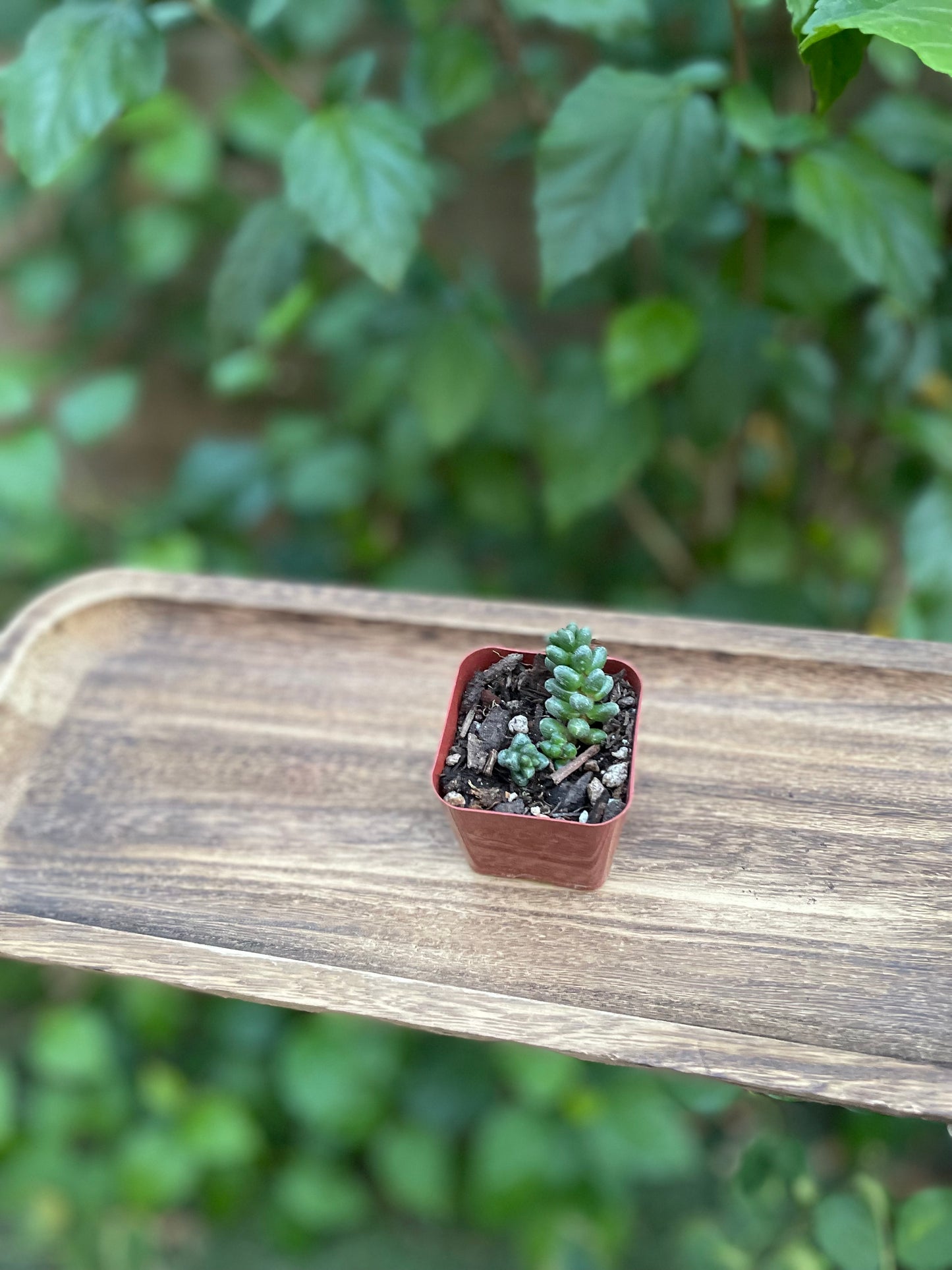 Sedum furfuraceum - Bonsai Sedum