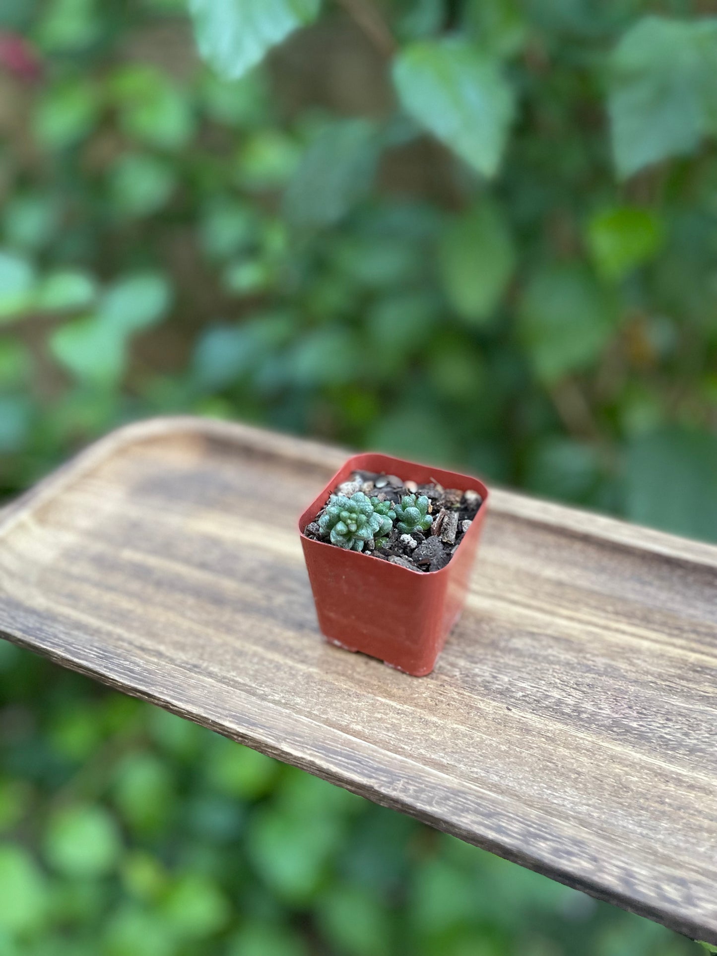 Sedum furfuraceum - Bonsai Sedum