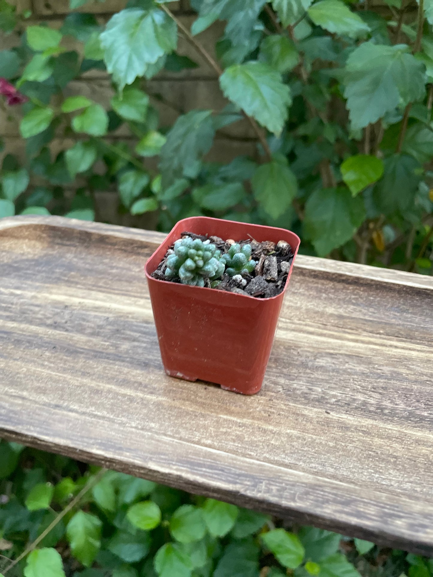 Sedum furfuraceum - Bonsai Sedum