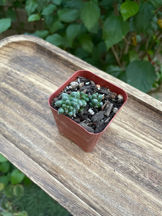 Sedum furfuraceum - Bonsai Sedum