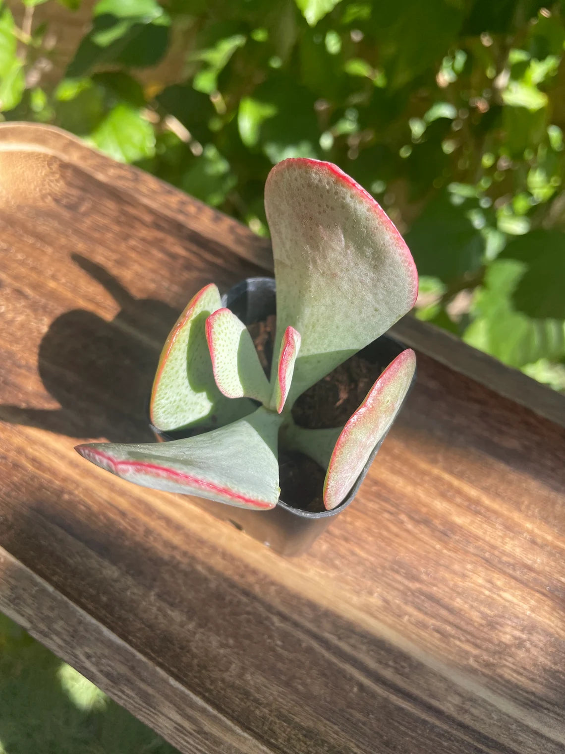 2" Crassula Arborescens 'Silver Dollar Jade"