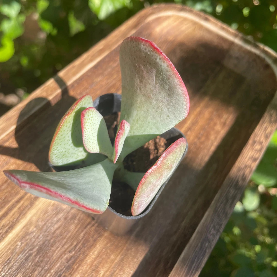 2" Crassula Arborescens 'Silver Dollar Jade"