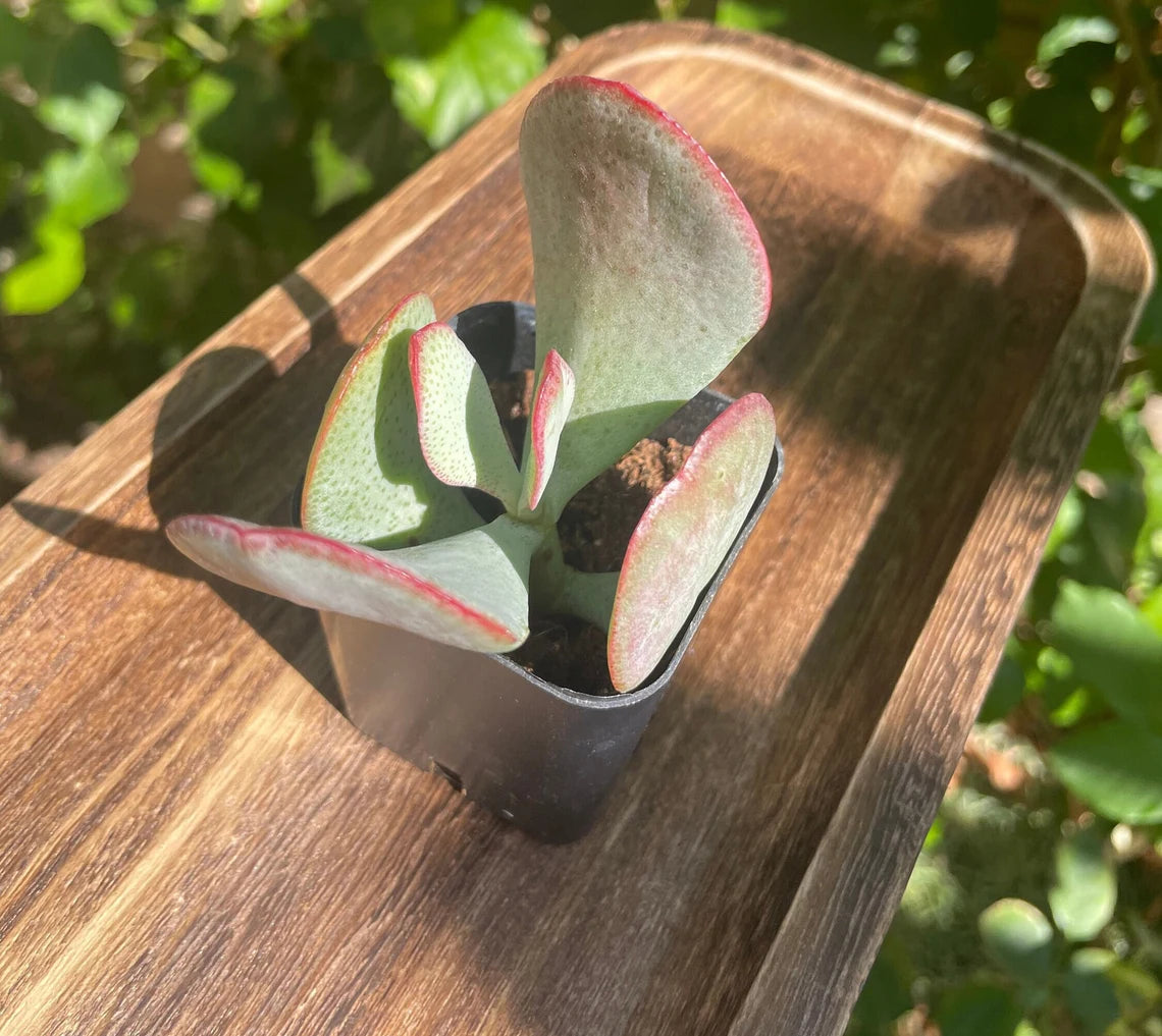 2" Crassula Arborescens 'Silver Dollar Jade"