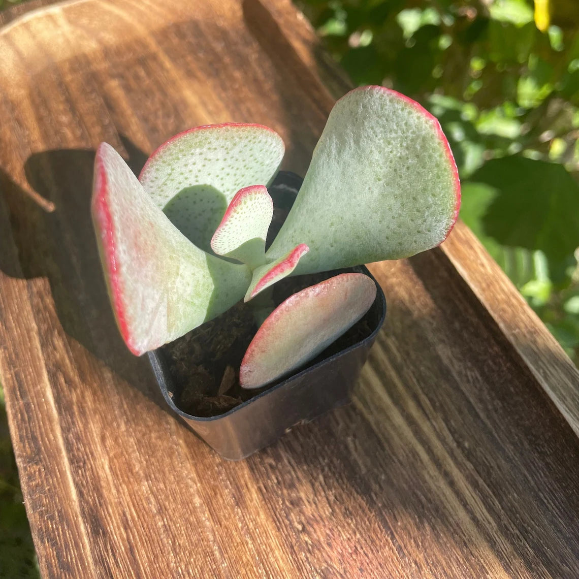 2" Crassula Arborescens 'Silver Dollar Jade"